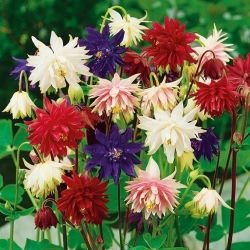 Teltvirágú harangláb - Aquilegia vulgaris - Lenyűgöző virágok, tökéletes csokrokhoz - Friss vetőmagok