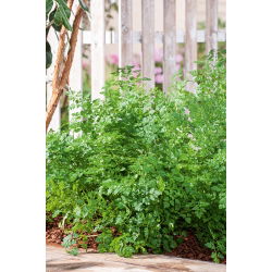 Perifollo - Anthriscus cerefolium - Hojas ricas en vitaminas para ensaladas - Semillas frescas