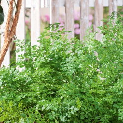 Perifollo - Anthriscus cerefolium - Hojas ricas en vitaminas para ensaladas - Semillas frescas