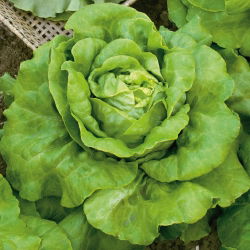 Zelena salata "Meraviglia d'inverno" - sorta koja prezimljava - 900 sjemenki - Lactuca sativa L. var. Capitata - sjemenke