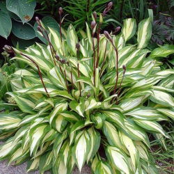 Funkiasläktet - Cherry Berry - Hosta
