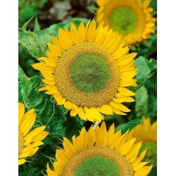 Декоративен слънчоглед - Green Hobbit - Helianthus annuus - 100 g - Яркозелени цветове, дълго цъфтящ слънчоглед - Свежи семена