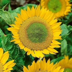 Декоративен слънчоглед - Green Hobbit - Helianthus annuus - 100 g - Яркозелени цветове, дълго цъфтящ слънчоглед - Свежи семена