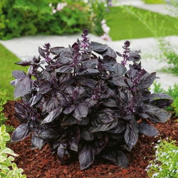 BIO Red leaved basil - Ocimum basilicum - Ideal for salads, pesto, sauces & gourmet dishes - Fresh Seeds