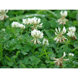 Trébol Blanco - Haifa - Trifolium repens - 0,5 kg - Variedad forrajera perenne de alto rendimiento - Semillas frescas