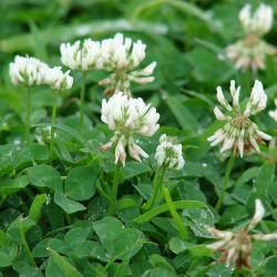 Trébol Blanco - Haifa - Trifolium repens - 0,5 kg - Variedad forrajera perenne de alto rendimiento - Semillas frescas