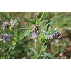 Luzerne - Eugenia - Medicago sativa - 0,5 kg - Ideal für Silage, Gründüngung und Trockenlandwirtschaft - Samen