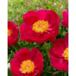 Pivónia - Scarlett O'Hara - Paeonia - Voľnokorenná sadenica