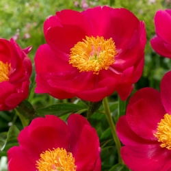 Pivónia - Scarlett O'Hara - Paeonia - Voľnokorenná sadenica