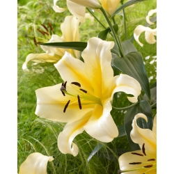Óriás liliom - Belcastro - Lilium - Virághagyma