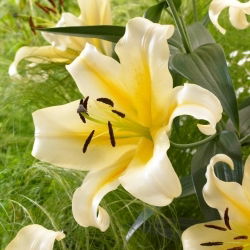 Óriás liliom - Belcastro - Lilium - Virághagyma