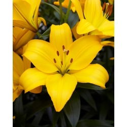 Lilium, Lily - Lentella - Bulb