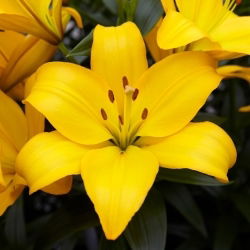 Lilium, Lily - Lentella - Bulb