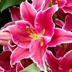 Koku lilija - El Capitan - Lilium - sīpola