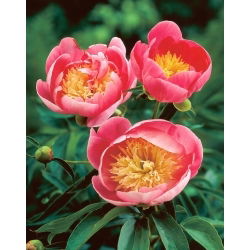 Pivónia - Lovely Rose - Paeonia - Voľnokorenná sadenica
