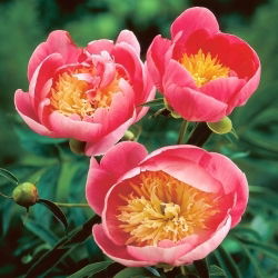 Pivónia - Lovely Rose - Paeonia - Voľnokorenná sadenica