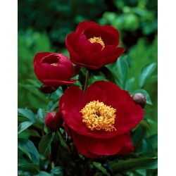 Pioni - Illini Warrior - Paeonia - Juurakko