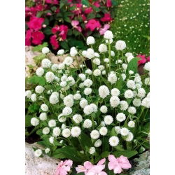 Gomphrena Globosa - bianco - Gomphrena globosa - Bianco puro, fioritura eterna - Semi Freschi