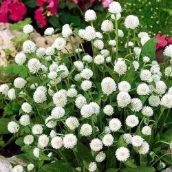Gomphrena Globosa - bianco - Gomphrena globosa - Bianco puro, fioritura eterna - Semi Freschi