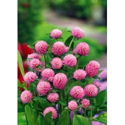 Gomphrena Globosa - rosa - Gomphrena globosa - Rosa vivace, corolle abbondanti - Semi Freschi