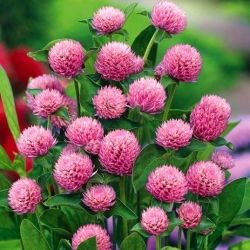 Gomphrena Globosa - rosa - Gomphrena globosa - Rosa vivace, corolle abbondanti - Semi Freschi