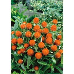 Gomphrena Globosa - salmone - Gomphrena globosa - Salmone elegante, stile raffinato - Semi Freschi