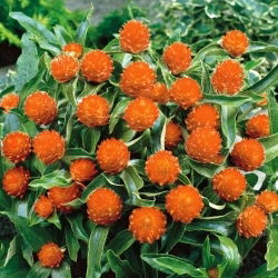 Gomphrena Globosa - salmone - Gomphrena globosa - Salmone elegante, stile raffinato - Semi Freschi