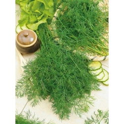 Endro - Hanak - Aroma rico e perfumado - Sementes frescas