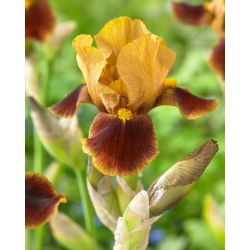 Iris Germanica - Hissy Fit - Iris - Rizomi