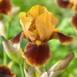Iris Germanica - Hissy Fit - Iris - Rizomi