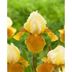 Iris germanica - Honey Glazed - Iris - Rizoma