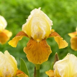 Iris germanica - Honey Glazed - Iris - Rizoma
