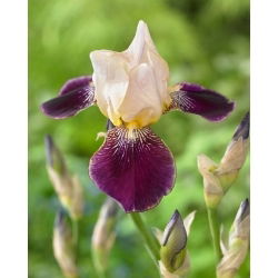 Trädgårdsiris - Salonique - Iris - Rhizom