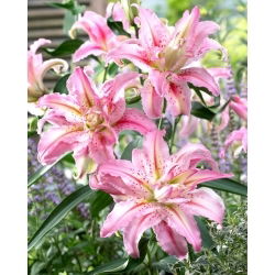 Plnokvětá lilie - Broken Heart - Lilium - cibulka