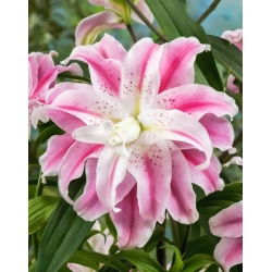Gefüllte Lilie - Sweet Rosy - Lilium - Blumenzwiebel
