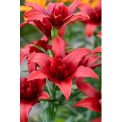 Lelie Dubbel Asiatic - Bald Eagle - Lilium - Bloembollen