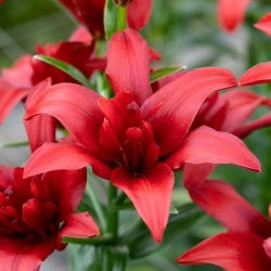 Lelie Dubbel Asiatic - Bald Eagle - Lilium - Bloembollen