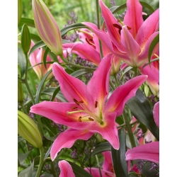 Orientalische Lilie - Mount Cook - Lilium - Blumenzwiebel