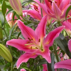 Orientalische Lilie - Mount Cook - Lilium - Blumenzwiebel
