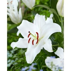 Orientalische Lilie - Santander - Lilium - Blumenzwiebel