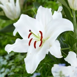 Orientalische Lilie - Santander - Lilium - Blumenzwiebel