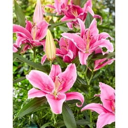 Orientalische Lilie - Social Club - Lilium - Blumenzwiebel