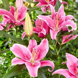 Orientalische Lilie - Social Club - Lilium - Blumenzwiebel