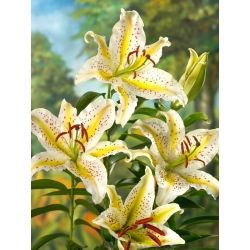 Orientalische Lilie - Auratum - Lilium - Blumenzwiebel