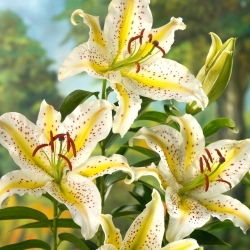 Orientalische Lilie - Auratum - Lilium - Blumenzwiebel