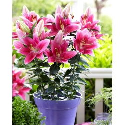 Orientalische Mini-Lilie - Gentle Romance - Lilium - Blumenzwiebel