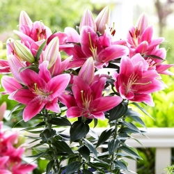 Orientalische Mini-Lilie - Gentle Romance - Lilium - Blumenzwiebel