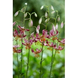 Crin martagon - Alberta Morning - Lilium - Bulbi