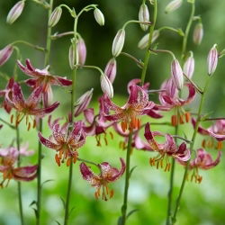 Crin martagon - Alberta Morning - Lilium - Bulbi