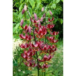 Crin martagon - Claude Shride - Lilium - Bulbi